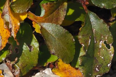Rhamnus pumila