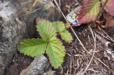 Drymocallis rupestris