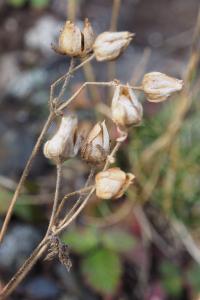 Drymocallis rupestris