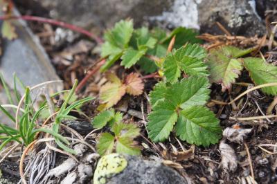 Drymocallis rupestris