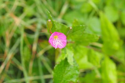 Oenothera rosea