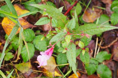 Impatiens glandulifera