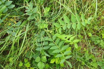 Galega officinalis