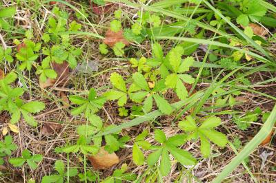 Potentilla reptans