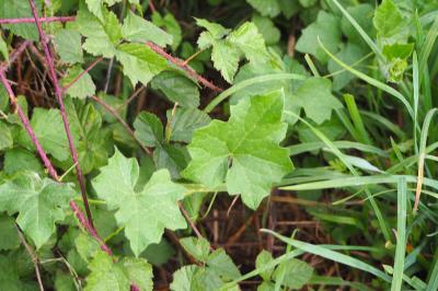 Bryonia dioica