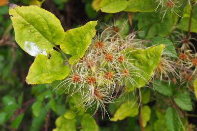 Clematis vitalba