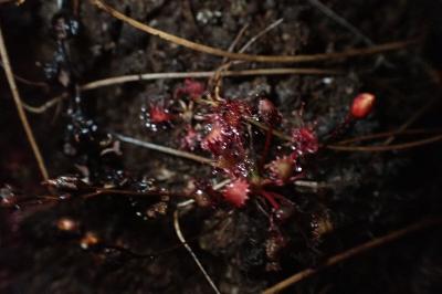 Drosera intermedia