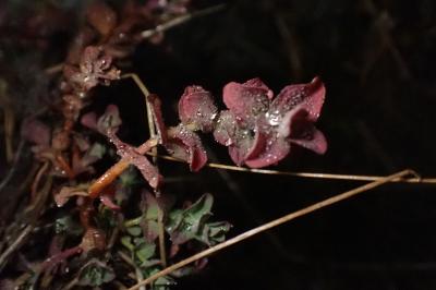 Hypericum elodes