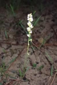 Sesamoides purpurascens