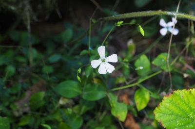 Petrocoptis pyrenaica