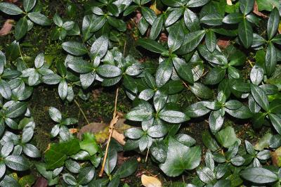 Vinca minor