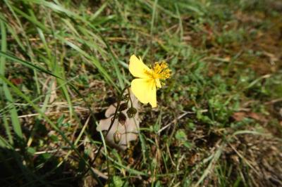Helianthemum nummularium