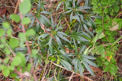 Helleborus foetidus