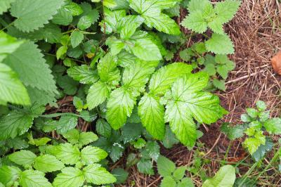 Filipendula ulmaria