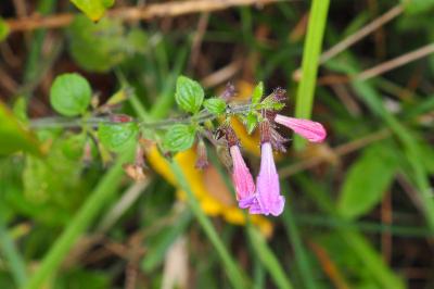 Clinopodium nepeta