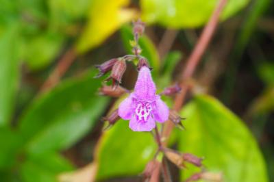 Clinopodium nepeta