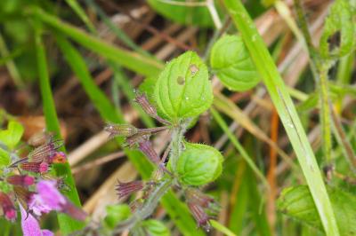 Clinopodium nepeta