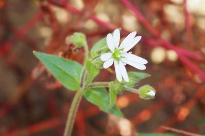 Stellaria aquatica