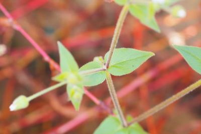 Stellaria aquatica