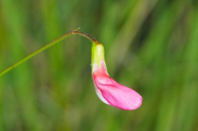 Lathyrus nissolia