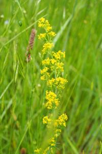Galium verum