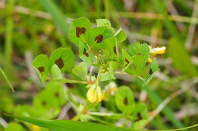 Medicago arabica