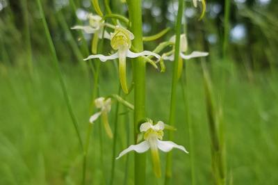 Platanthera chlorantha