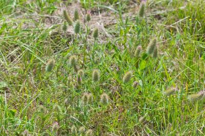 Trifolium angustifolium