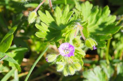 Geranium molle