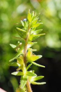Veronica arvensis