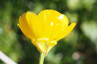 Ranunculus bulbosus