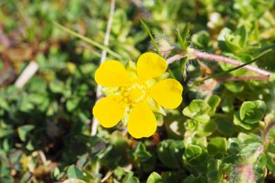 Potentilla verna