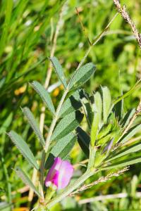 Vicia sativa