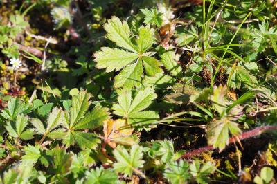 Potentilla verna