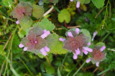 Lamium purpureum