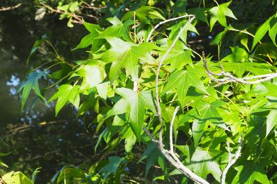 Liquidambar styraciflua