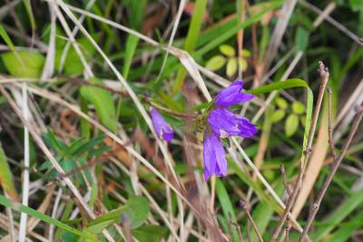 Campanula glomerata