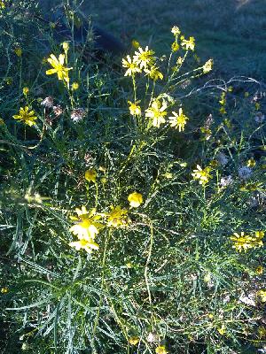 Senecio inaequidens