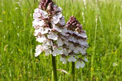 Orchis purpurea
