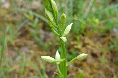 Cephalanthera longifolia