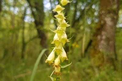 Digitalis lutea