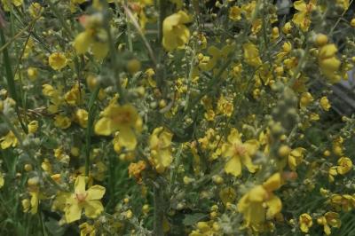 Verbascum pulverulentum