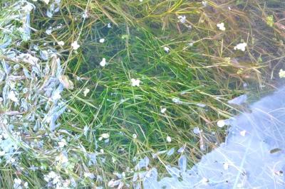 Potamogeton berchtoldii