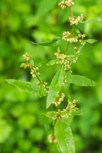 Rumex conglomeratus