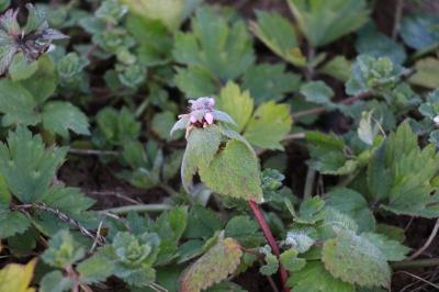 Lamium purpureum