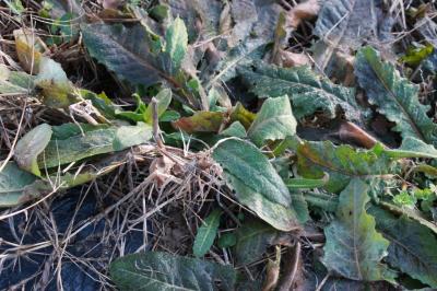 Helminthotheca echioides