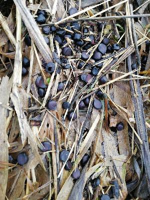 flore1768563767398odk