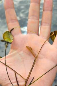 Potamogeton natans