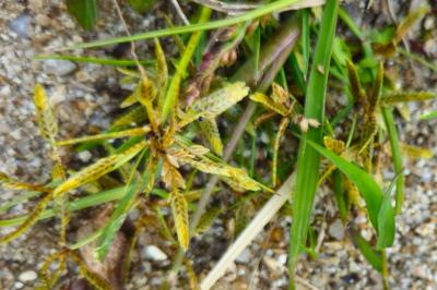 Cyperus flavescens