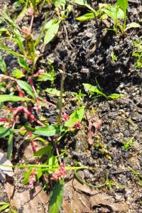 Persicaria minor